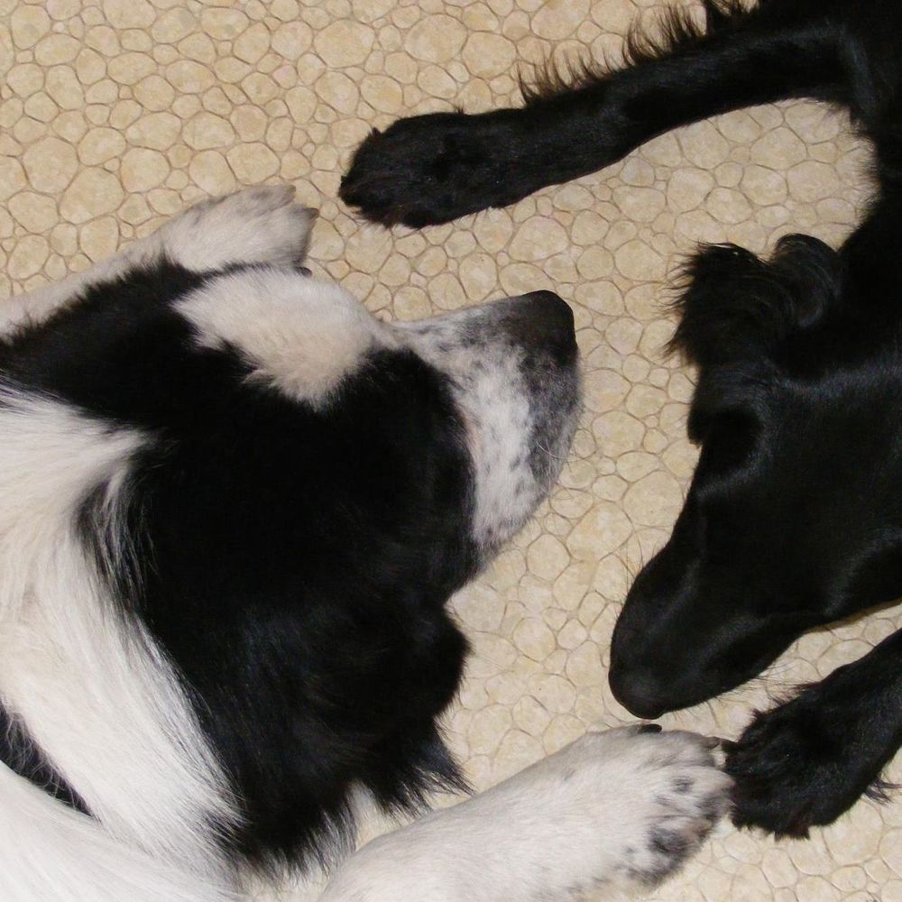 Meet your Posher, Bella